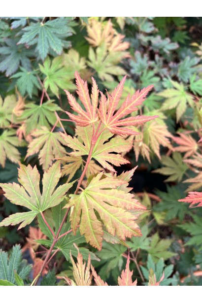Acer pseudosieboldianum Arctic Jade